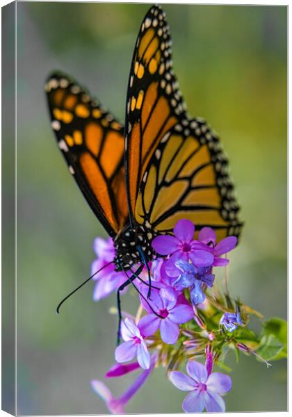 Monarch Butterfly At Work Canvas Print by Chris Lord