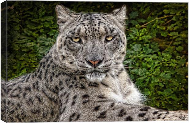 Snow Leopard Canvas Print by Chris Lord