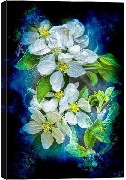 Pixie Blossoms Canvas Print by Chris Lord