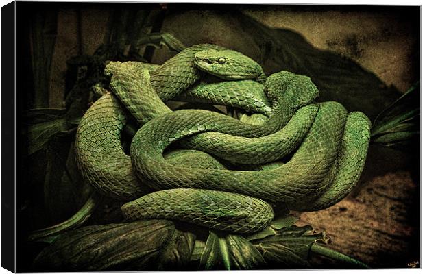 Snake Romance Canvas Print by Chris Lord
