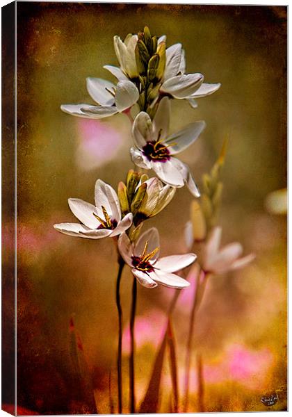 Tiny Spring Blooms Canvas Print by Chris Lord
