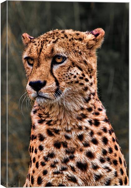The Pensive Cheetah Canvas Print by Chris Lord