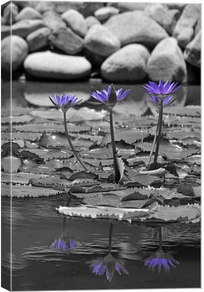 Lotus Reflection Canvas Print by Stuart Hough