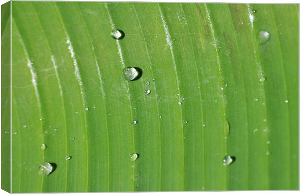 Rain Drops on Palm Canvas Print by Stuart Hough