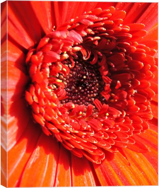 Gerbera Heart Canvas Print by Karl Butler