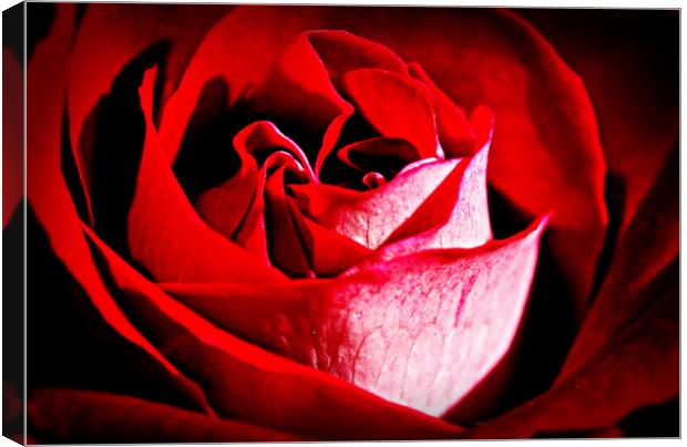 Roses are red.......... Canvas Print by Karl Butler