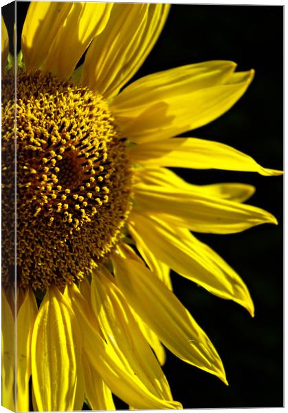 A ray of sunshine Canvas Print by Karl Butler