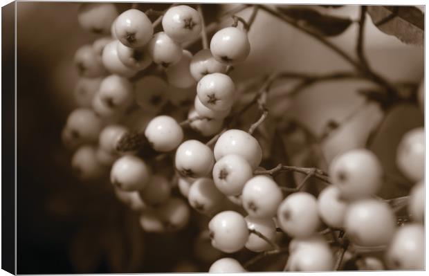 White Berries Canvas Print by Karl Butler