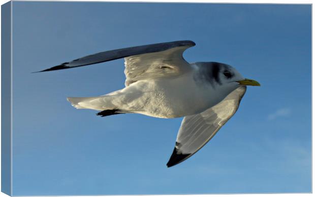  Kittiwake on the wing Canvas Print by Karl Butler