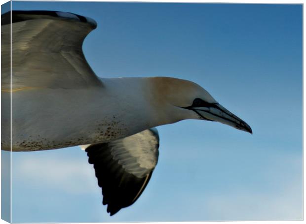  Gannet on the wing Canvas Print by Karl Butler