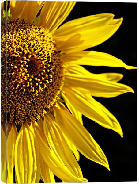 Sunflower  Canvas Print by Karl Butler