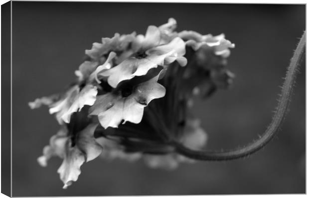 Trailing Verbena Canvas Print by Karl Butler