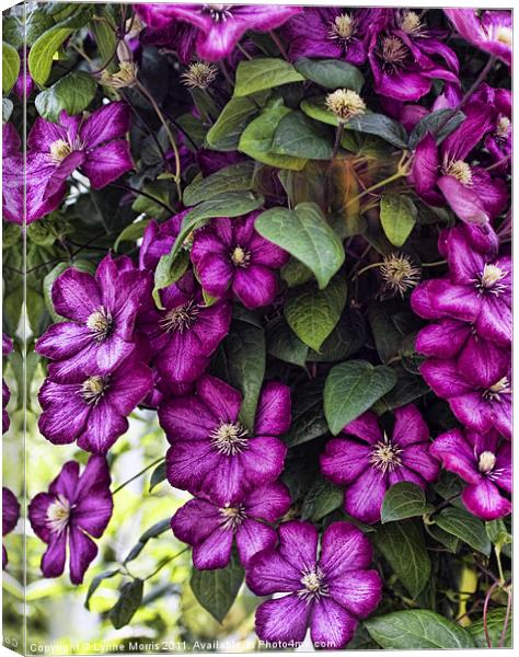 Clematis Canvas Print by Lynne Morris (Lswpp)