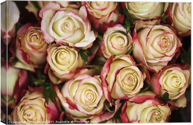 All Bunched Up Canvas Print by Lynne Morris (Lswpp)