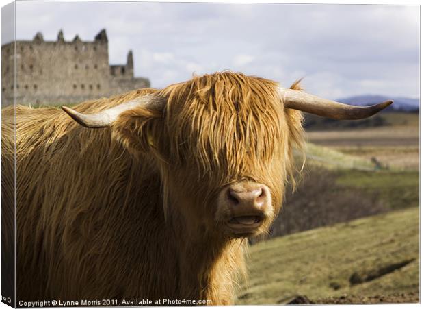 A Highland Coo Canvas Print by Lynne Morris (Lswpp)