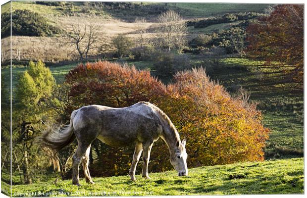 Grazing In The Autumn Sunshine Canvas Print by Lynne Morris (Lswpp)