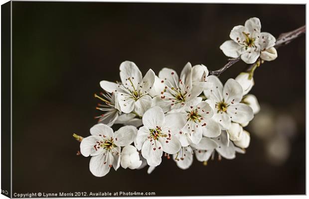 Spring Blossom Canvas Print by Lynne Morris (Lswpp)