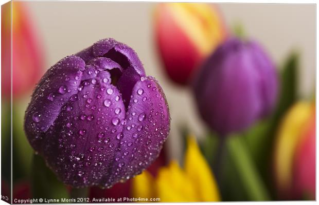 Spring Colours Canvas Print by Lynne Morris (Lswpp)