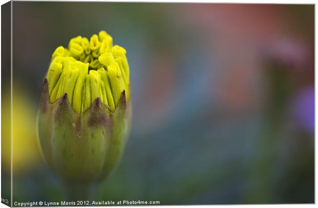 Blooming Canvas Print by Lynne Morris (Lswpp)