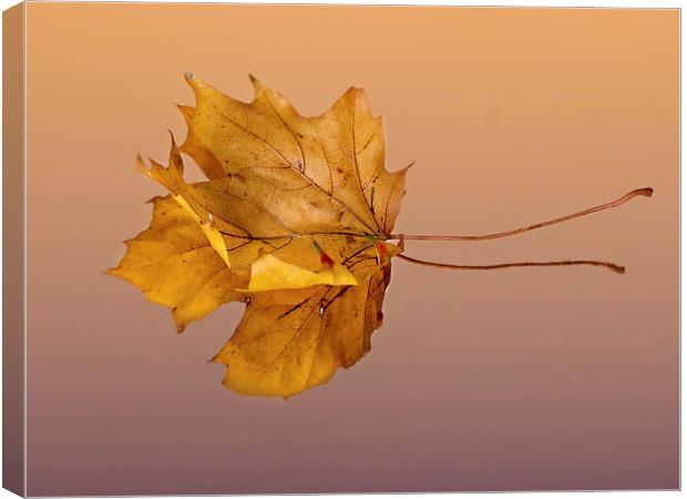Autumn Leaf Canvas Print by Lynne Morris (Lswpp)