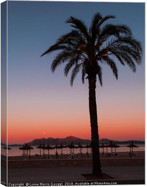 Palm At Sunset Canvas Print by Lynne Morris (Lswpp)