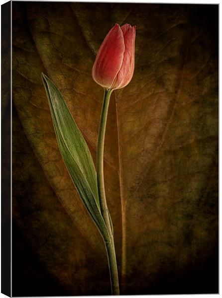 A single tulip Canvas Print by Eddie John