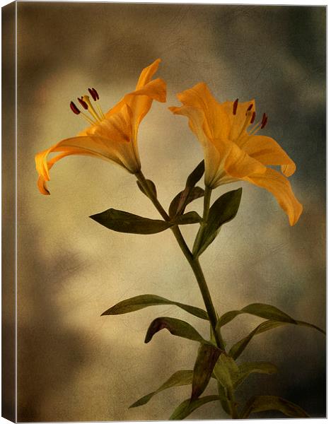 Yellow Lily on stem Canvas Print by Eddie John