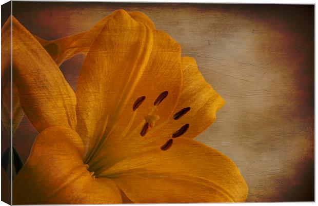 Yellow Lilium flower with texture overlay Canvas Print by Eddie John