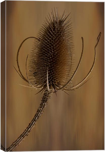  Teazle wild plant Canvas Print by Eddie John