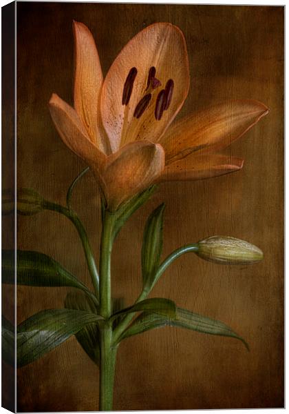  lily flower in bloom Canvas Print by Eddie John