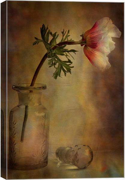  Anemone  Canvas Print by Eddie John