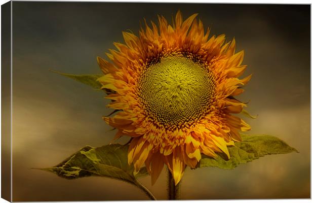  Sunflower Canvas Print by Eddie John