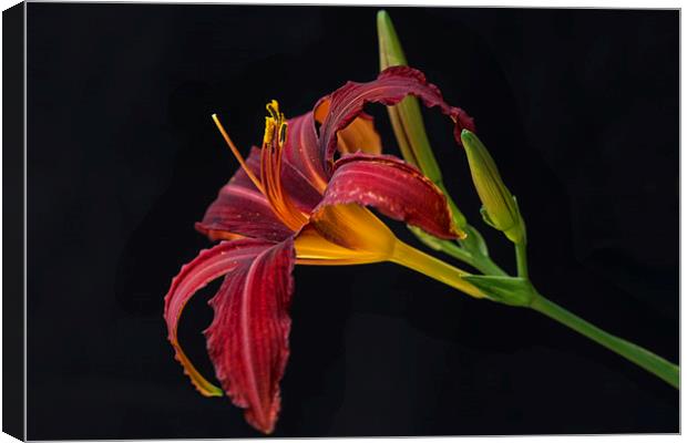  lily hemerocallis hybrid red Canvas Print by Eddie John