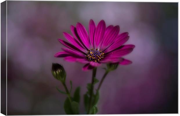  Purple African daisy Canvas Print by Eddie John