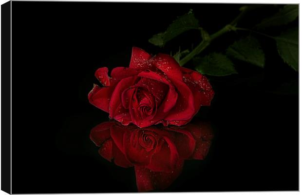  Red rose with reflection Canvas Print by Eddie John