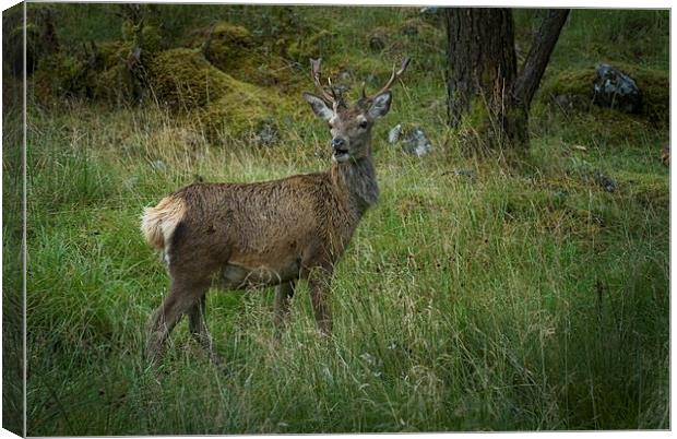 Deer in Glen Etive Scotland Canvas Print by Eddie John