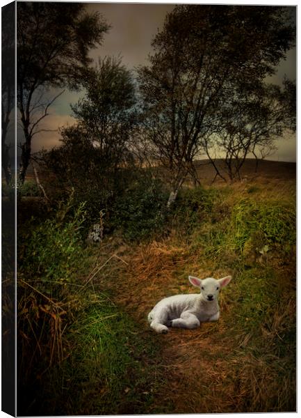 A young lamb on Rannoch Moor  Canvas Print by Eddie John