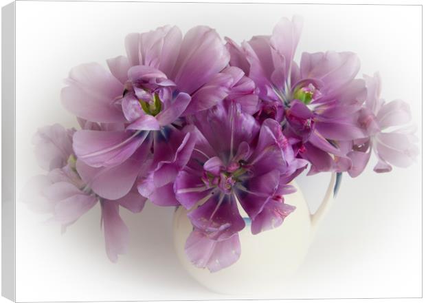 Purple tulips  Canvas Print by Eddie John