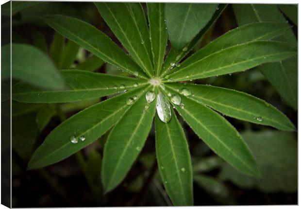 After the rain Canvas Print by Eddie John