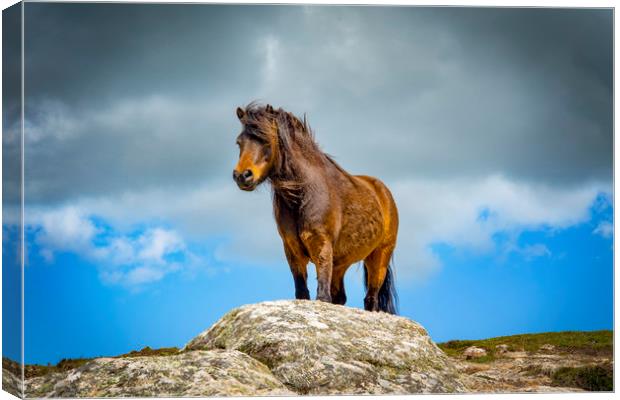 wild pony on treen cliffs Cornwall  Canvas Print by Eddie John