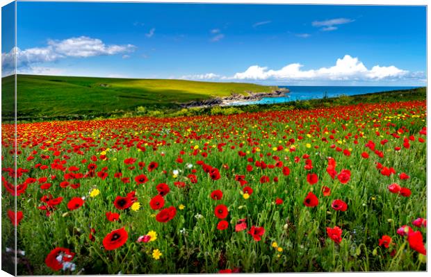 Poppy fields on the north Cornwall coast  Canvas Print by Eddie John