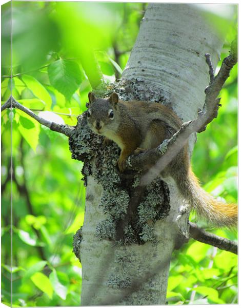 Inquisitive Tree Squirrel Canvas Print by Lisa LeDuc