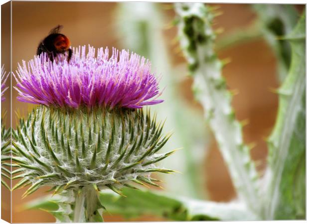 Bee Gathering Thistle Canvas Print by Lisa LeDuc