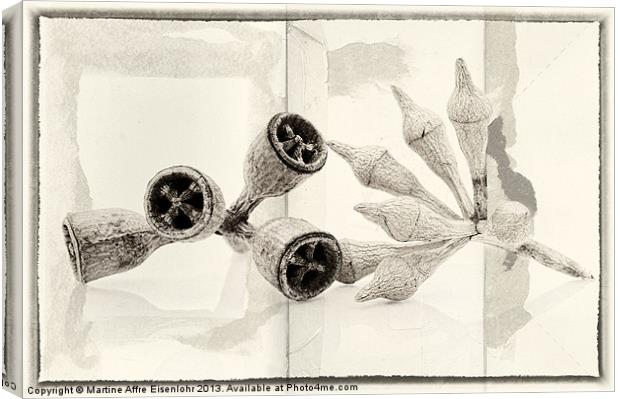 Eucalyptus fruits Canvas Print by Martine Affre Eisenlohr