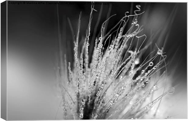  Dew drops Canvas Print by Martine Affre Eisenlohr