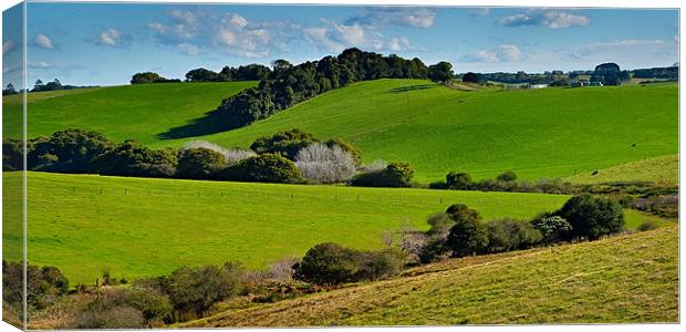 Comboyne Pastures 1 Canvas Print by Dennis Gay