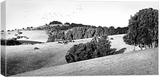 Good Pasture bw Canvas Print by Dennis Gay