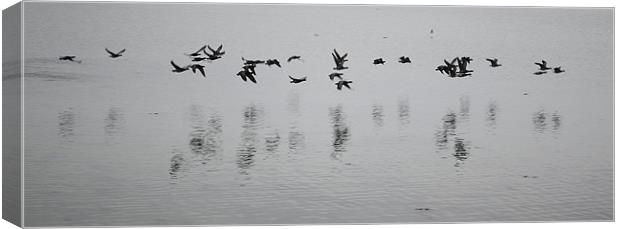 Brent geese Canvas Print by richard jones