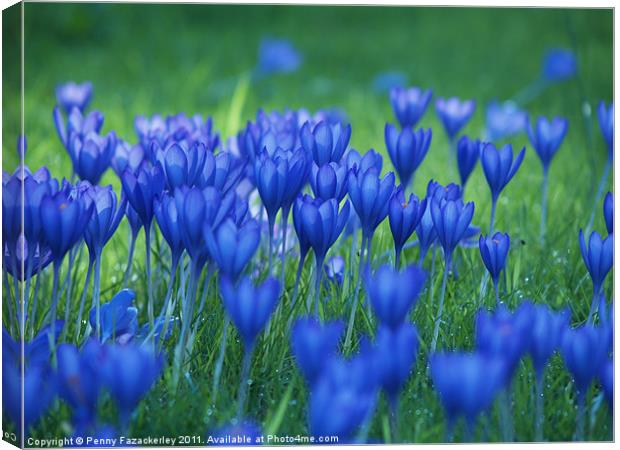 Crocuses at Wisley Canvas Print by Penny Fazackerley
