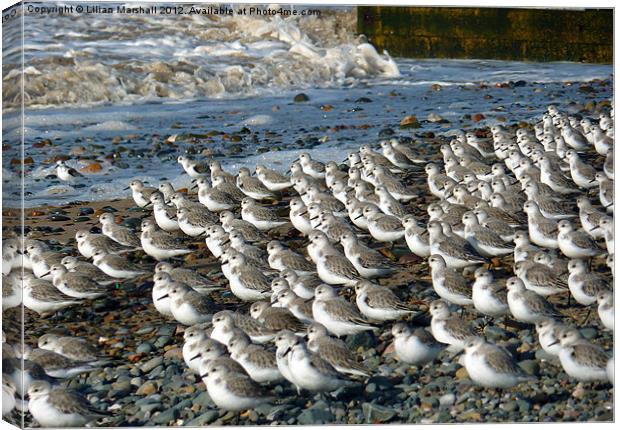 Sanderlings at Rossal Point Canvas Print by Lilian Marshall